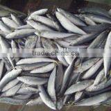 Fish Meal thumbnail-6