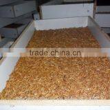 2.5 cm MD or FD Mealworms ;Dried Mealworms of Bird Food thumbnail-3