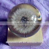 Custom Real Dandelion Paperweight Gift thumbnail-5