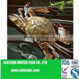 Whole Round Blue Swimming Crab thumbnail-1
