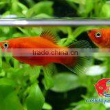 Red Wagtail Platy Bleeding Farm and Export From Thailand thumbnail-4
