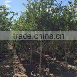 Punica Granatum thumbnail-4