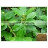 Gymnema Extract thumbnail-1