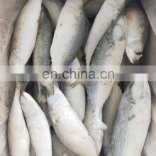 IQF Frozen Indian Mackerel Fish thumbnail-5