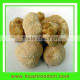 Hericium Mushroom thumbnail-1