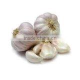 Organic Fresh Garlic thumbnail-1
