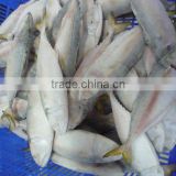 FROZEN INDO PACIFIC MACKEREL WHOLE ROUND - HIGH QUALITY - FAIR PRICES