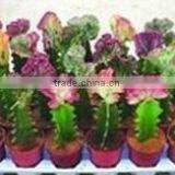 Rebutia Minuscula 8.5cm Mini Cactus Succulent Ornamental Indoor Plants Nursery Echinocactus Grusonii Cereus Cacti Bonsai thumbnail-6