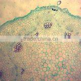 Indonesia Microscope Slide 7101