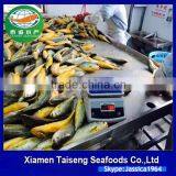 Frozen Yellow Croaker Export to USA thumbnail-1