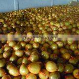 Fresh Pomelo Crop 2011 thumbnail-1