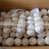 CHINA FRESH GARLIC thumbnail-3