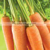 HIGH QUALITY FRESH CARROT 2015 thumbnail-1