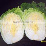 SHANDONG FRESH CABBAGE