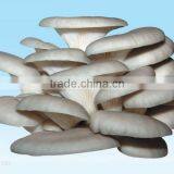 2015 Oyster Mushroom/Pleurotus Ostreatus With ISO, HACCP and GAP Certification thumbnail-1