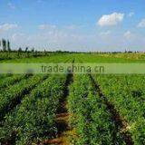 Taiyuan Mapon Humic Acid Development Co., Ltd. company overview - view 2 thumbnail