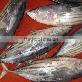 Frozen Skip Jack Tuna thumbnail-1