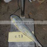 Fast Delivery Frozen Mahi Mahi With Whole Round thumbnail-1