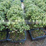 Ilex Chinensis Sims Bonsai Ball Shape thumbnail-3