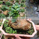 Ficus Microcarpa Ginseng Bosnai thumbnail-3