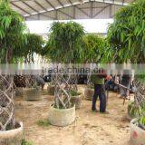 Cage Shape Ficus Irregularis Packing thumbnail-1