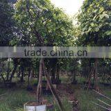 Ficus Benghalensis Variegata thumbnail-4