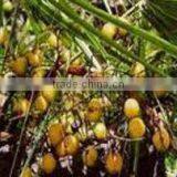 Sawpalmetto Oil thumbnail-2