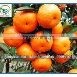 New Harvested Yongchun Fresh Mandarin Orange thumbnail-6