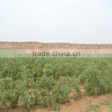 Organic 2016 Wolfberry thumbnail-2