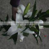 Pure and Mild Flavor Exquisite Yunnan Kunming Cut Flowers Oriental Lilies thumbnail-6