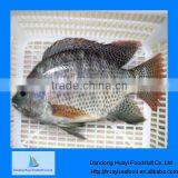 High Quality BQF Tilapia Fish thumbnail-1