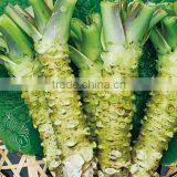 Wasabi Paste Made in Chinese Factory thumbnail-3