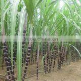 Frozen Sugarcane From VietNam QQ : 2598494113 thumbnail-1