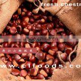 Health Food Organic Fresh Chestnut for Hot Dale--the Best Chinese Chestnuts Species thumbnail-2