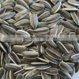 Hulled Sunflower Seeds 5009 With Good Quality thumbnail-2