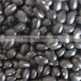 Small Black Kidney Bean thumbnail-1