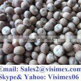 BETEL NUT (website Visimex06)