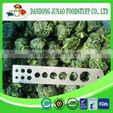 Greenhouse Advanced Production Cultivation Bulk Organic Spinach