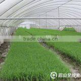 Wholesale Cheap Top Quality Retail Rice Seedling Tray Wholesale thumbnail-4