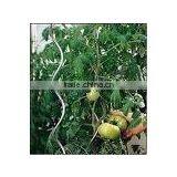 Spiral Rod thumbnail-1