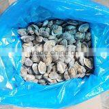 Clam Variety Frozen Half-shell Variegated Clam thumbnail-3