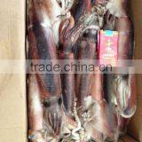 Whole Round BQF Frozen Todarodes Pacificus Squid thumbnail-3