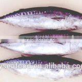 for Canning Low Price 200/300g Frozen Bonito Skipjack Tuna thumbnail-1