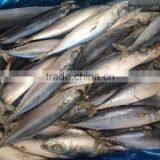 Best Price Frozen Mackerel Fish thumbnail-5