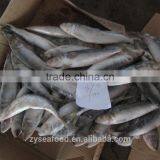 Frozen Sardine Fish thumbnail-1