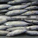 New Loading Frozne Bonito Tuna thumbnail-1