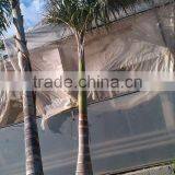 Roystonea Regia "Royal Palm" Cuban Royal Palm" 350/500 Plant Height thumbnail-2