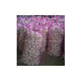 Fresh Garlic 2013 Crop thumbnail-3