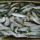 Whole Round BQF Frozen Fish Sardine Fish thumbnail-4