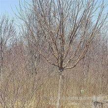 Price of 12 - Centimeter Chionanthus Retusus, Cheap, Guaranteed to Survive thumbnail-4